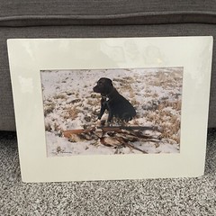 Gerry Lamarre Wildlife Photographer Print Black Lab Hunting Rifle Pheasant Snow