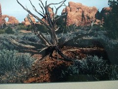 18×14 Matted Photo USA Desert Driftwood Rock Formation W.A.S. ’97