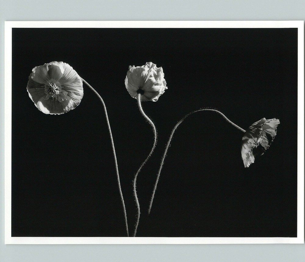 1989 1992 Poppy Poppies Flowers Oyster Bay Large Art Photo By Horst 16X20