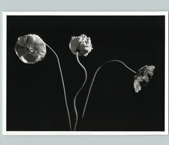 1989 1992 Poppy Poppies Flowers Oyster Bay Large Art Photo By Horst 16X20