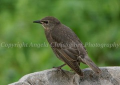 Original ACEO photo fine art print 2.5×3.5″ JUVENILE EUROPEAN STARLING bird baby