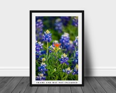 Flower Photography Print – Picture of Indian Paintbrush and Texas Bluebonnets