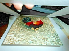 Set of 4 Wild Bird Color Prints by Debbie Lloyd,8×10, Double Mats, in Cello Bags