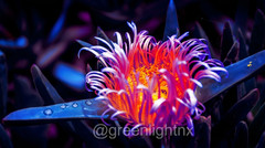 Digital Image Picture Photo Pic Wallpaper Background Flower Pink 282 Art