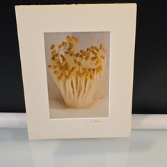 Art Photography David W Martin Signed Numbered 24626 Nature Photography