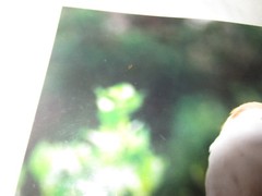 Beautiful Photograph of a Cattle Egret, Louisiana 8 x 10″ Signed, Some Damage