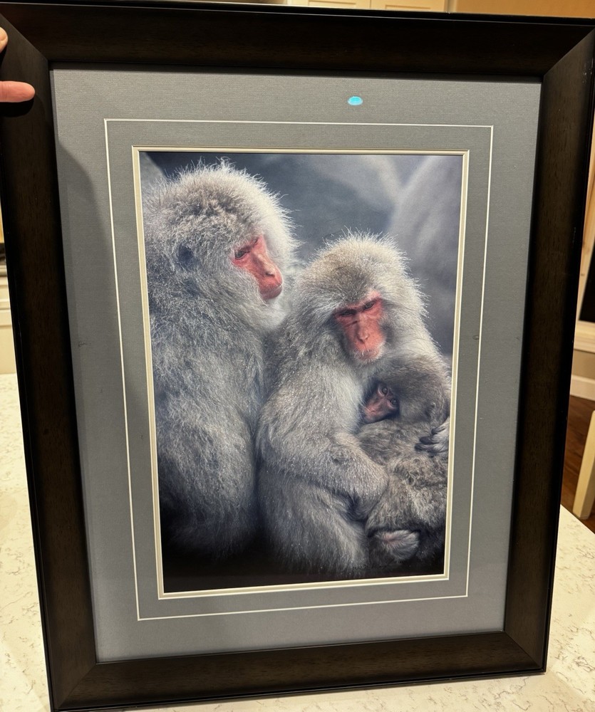 Tom Mangelsen Framed Signed Circle Of Love Monkeys Limited Edition Print BH