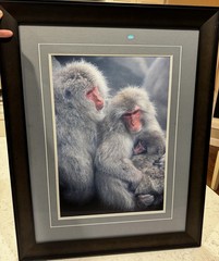Tom Mangelsen Framed Signed Circle Of Love Monkeys Limited Edition Print BH