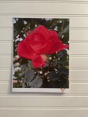 Garden Rose #4-landscape photograph 8.5×11
