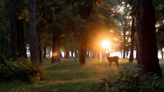 Digital Image Picture Photo Pic Wallpaper Background Deer in Woods Nature
