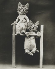 cat kitten kitty art print Harry Whittier Frees 8×10 vintage photo picture #16