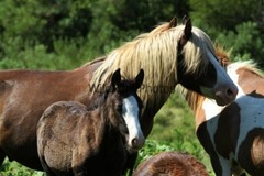 Chincoteague Pony Photo -Stallion Riptide- Pick One Image -Various Sizes