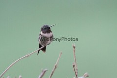 Hummingbird Photo, Pick One Image – Various Sizes