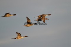 Pintails Photo, Pick One Image – Various Sizes