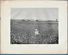 12 EARLY PHOTOGRAVURES ~ N.Y. PHOTOGRAVURE CO.; 1890s ~ SEE DETAILS