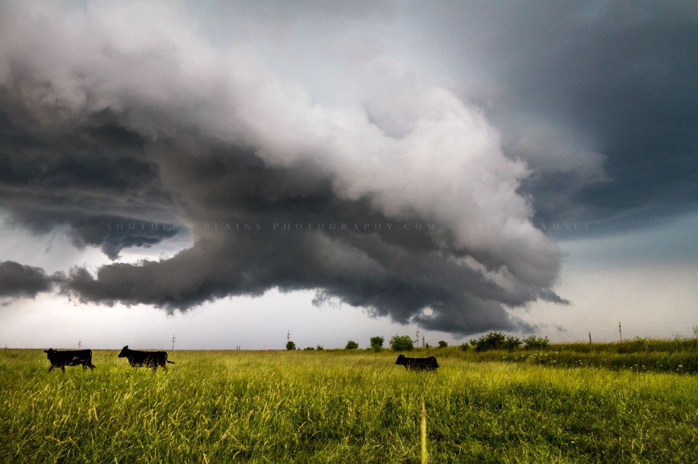 Storm Photography Print: Kansas Cows Thunderstorm Country Weather Cattle Photo