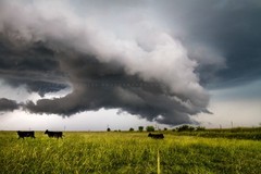 Storm Photography Print: Kansas Cows Thunderstorm Country Weather Cattle Photo