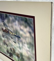 Marthas Pennant Dragonfly Matted Photograph Signed John Boland Artwork 11×14