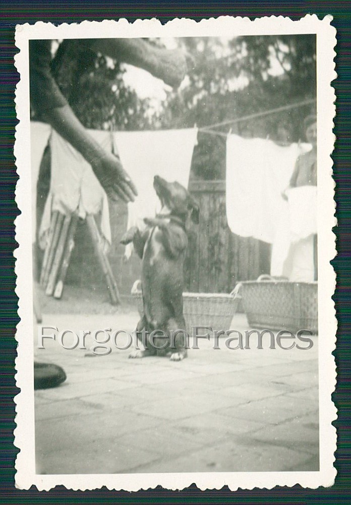 Photo woman playing with dog photo PRETTY WOMAN w DOG