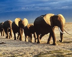 Thomas D. Mangelsen’s “The Long Journey” Limited Edition Signed Photo #293/1200