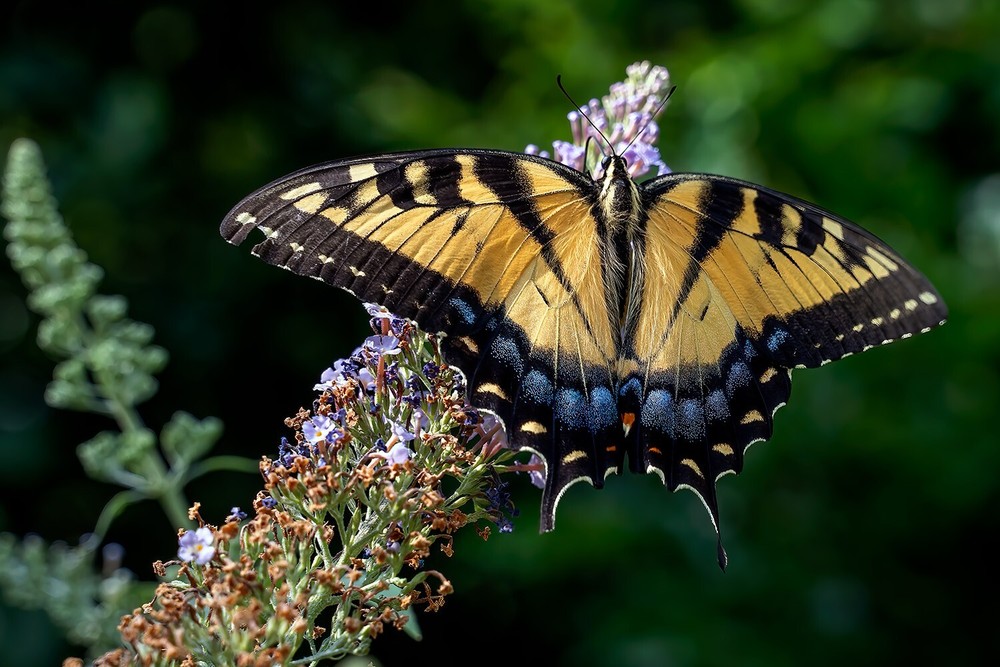 Yellow Swallowtail Butterfly 12×8 print on luster photo paper