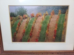 Signed Framed Photograph Vinyard In Chianti 1999 14″x17.5″ As Pictured
