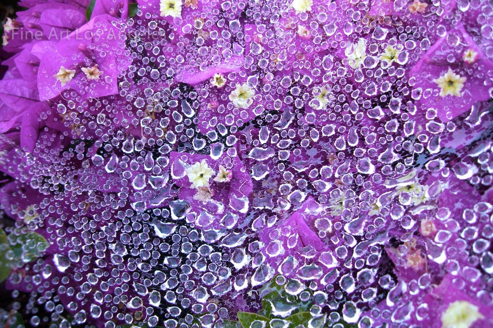 Robin Steinhardt Photo, «La Madrugada», early morning dew on flowers