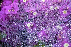 Robin Steinhardt Photo, «La Madrugada», early morning dew on flowers
