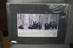 5 CUBS/MOTHER BEAR 14″ X 11″ Matted Signed Iconic Photo Tom Sears 2008 NEW