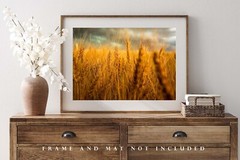 Country Photography Print – Picture of Golden Wheat at Harvest Time in Colorado