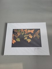 Photography Print By John T Slonina Matted 8×10 Leaves During Autumn