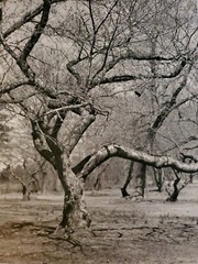 GNARLED TREE ORIGINAL SIGNED ART PHOTO B&W STETTNER VTG MATTE NJ CAMERA