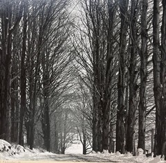 Original CLEMENS KALISCHER ‘Path in the Woods POWNAL VERMONT’ Landscape PHOTO