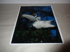 Beautiful Photograph of Great White Egrets, Louisiana 8 x10 Kodak Picture Maker