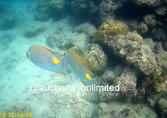 Digital Image Picture Photo Pic Andaman India underwater coral life scuba AND059