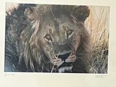 Africa Lion Wall Art Rare Photograph of Lion Africa Art Framed Signed and Dated