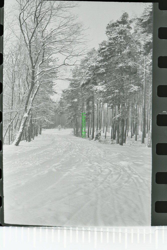 Negative – Winter in the Forest Snow East Germany 1950s