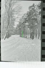 Negative – Winter in the Forest Snow East Germany 1950s