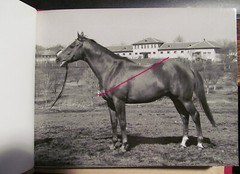 Bulgaria? 1958 15 Photos Equestrian Horse Stud Breeding Racing Jockey