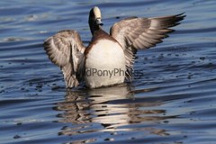 American Widgeon Photo, Pick One Image – Various Sizes