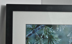 Icy Pines 1 of 50 Framed and Matted Under Glass Signed Photograph