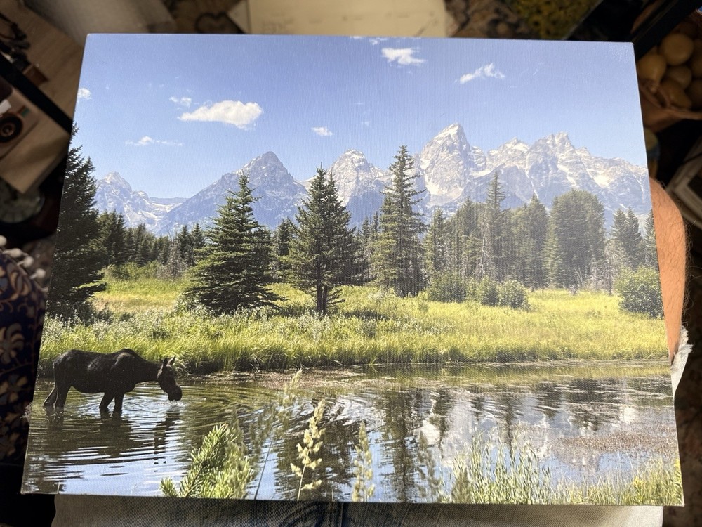 Canvas Photo Print (self Taken Photo) Grand Teton Nation Park With Moose 11×14
