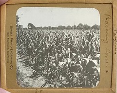 Gilbert? Hassell / Northern California Magic Lanterns Agricultural Big Trees