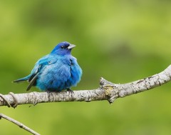 Indigo Bunting Bird 11×14 Photograph Print 11″x14″