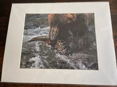 GRIZZLY BEAR FISHING GLOSSY PICTURE PHOTO hunting Eating salmon spawn 11×14