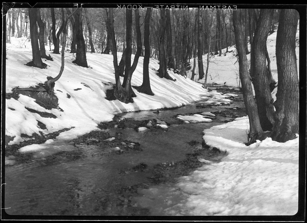 spring in forest, landscape, Eduard PEZDIKA, vintage fine art negative! 1933, 19