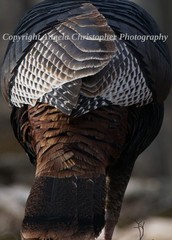 Original ACEO photo fine art print 2.5 x 3.5 inch TURKEY FEATHERS brown bird tom