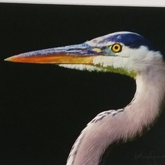 Great Blue Heron Print – Signed Proof Fine Art Wildlife Photography