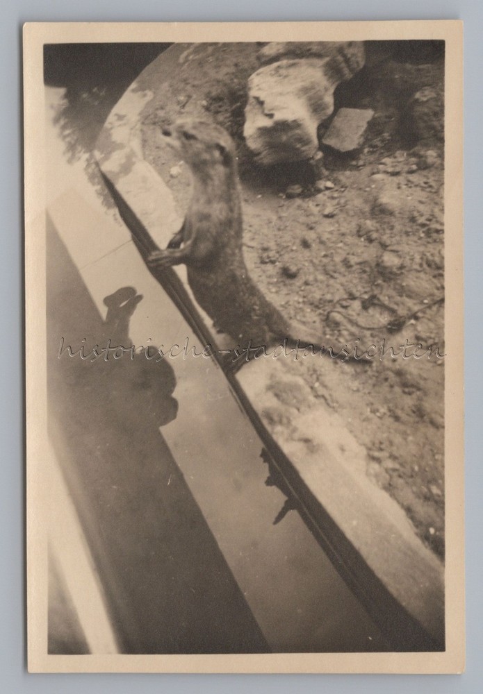 London Regent’s Park – Otter Reflection of Person in Water – Vintage Photo