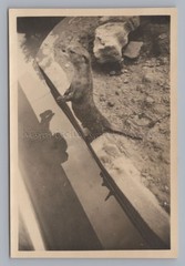 London Regent’s Park – Otter Reflection of Person in Water – Vintage Photo